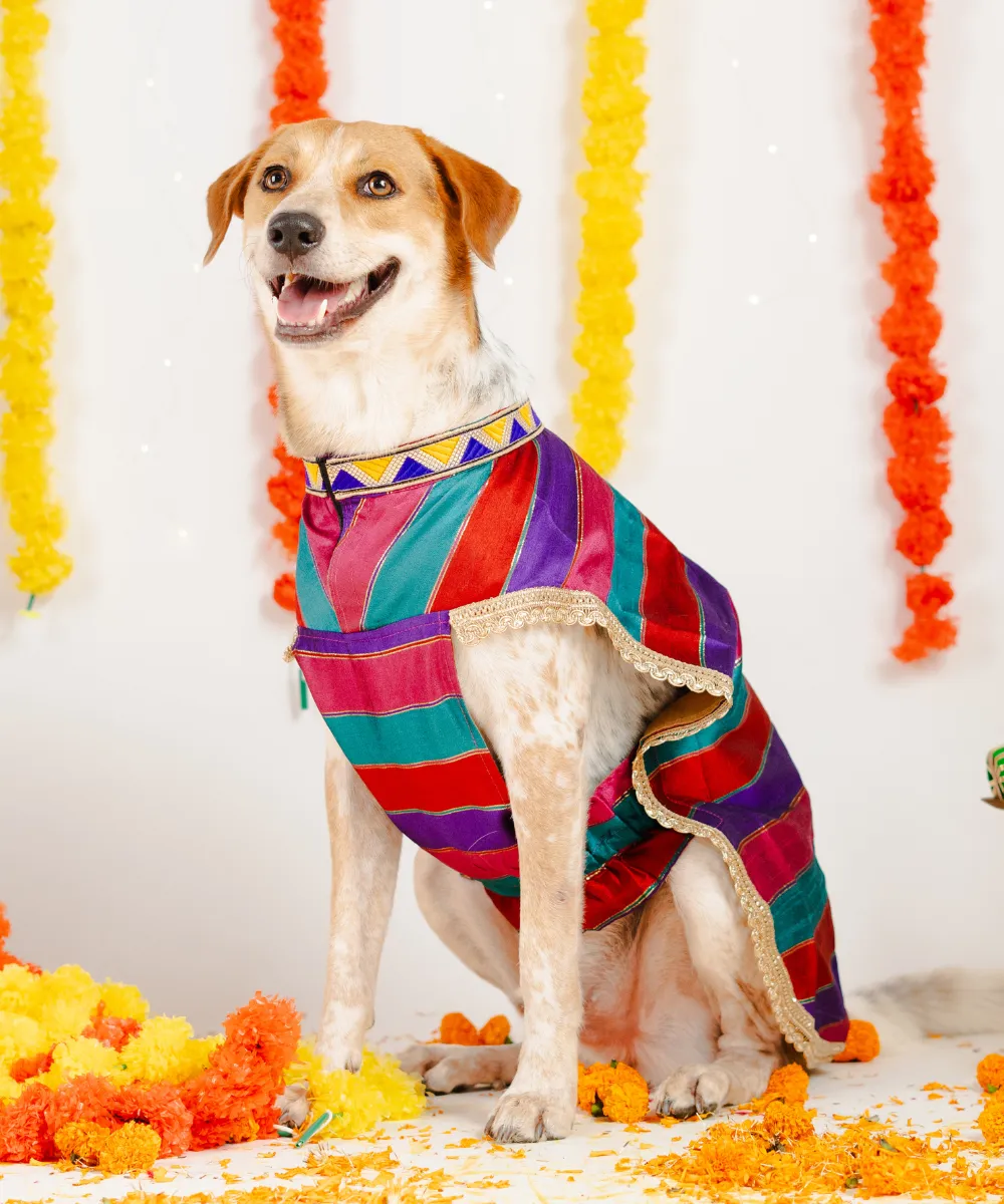 Dog Multi-coloured Kurta