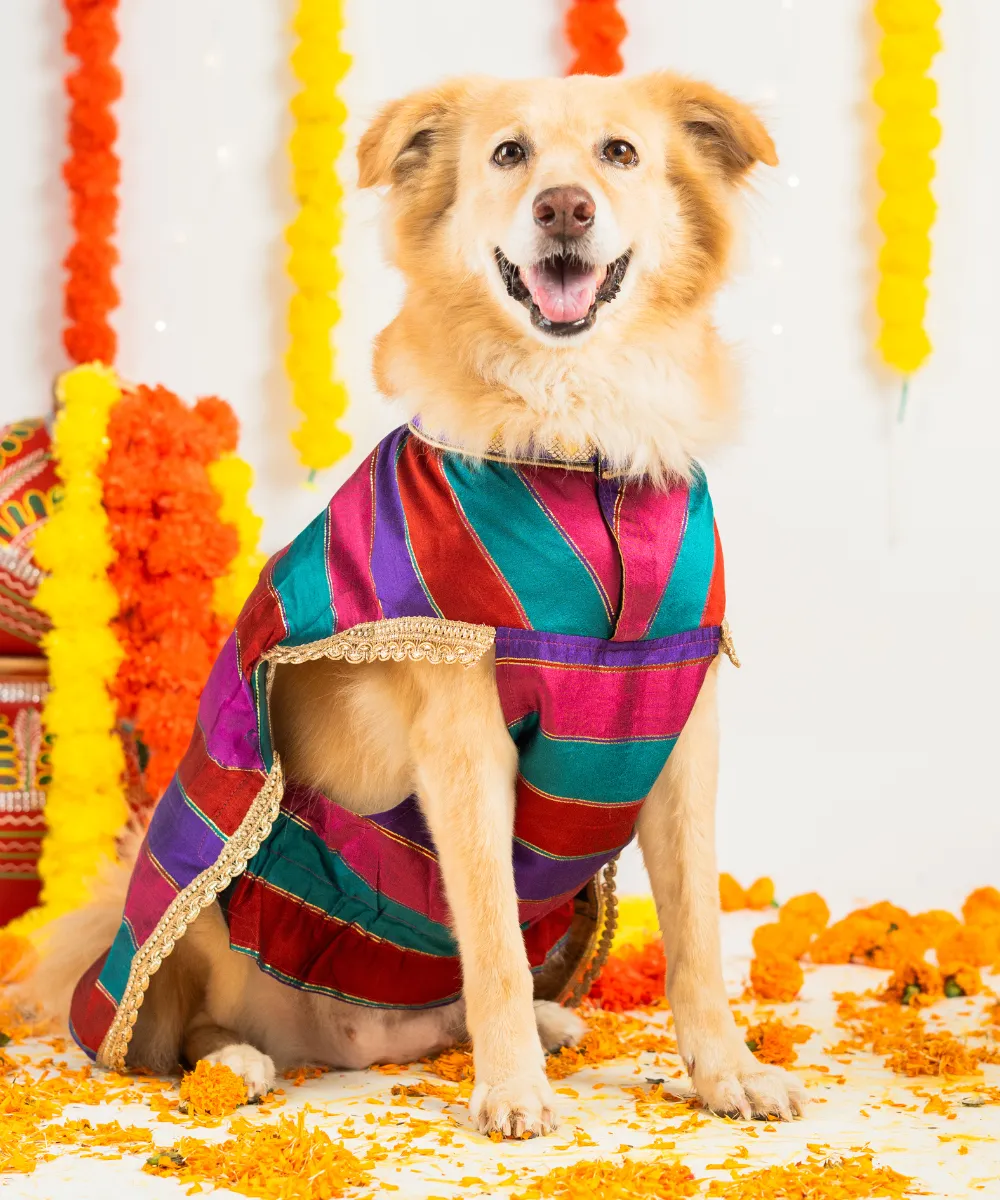 Dog Multi-coloured Kurta