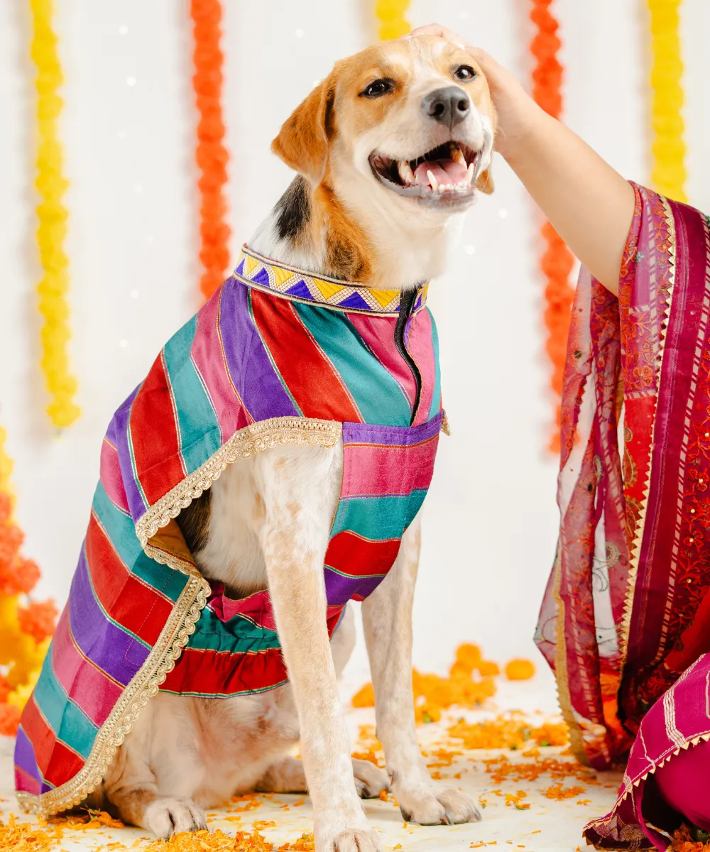 Dog Multi-coloured Kurta