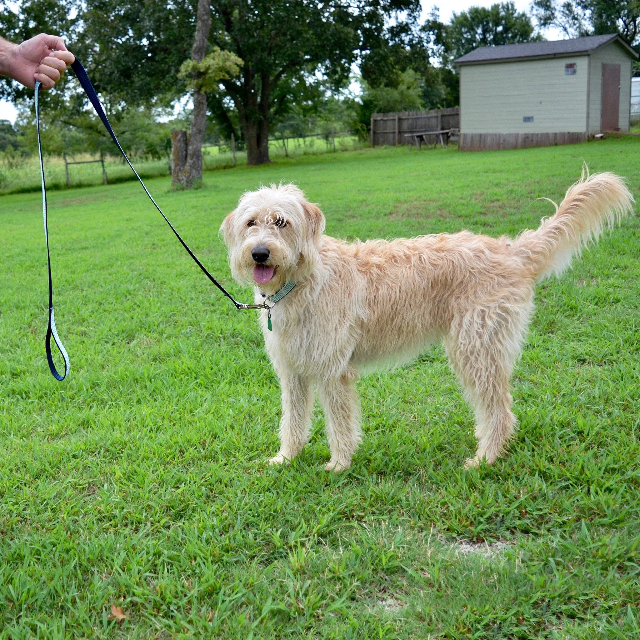 National Archives Heavy Duty Pet Leash